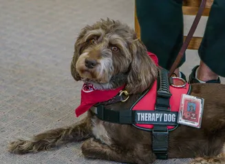 Therapy Dogs