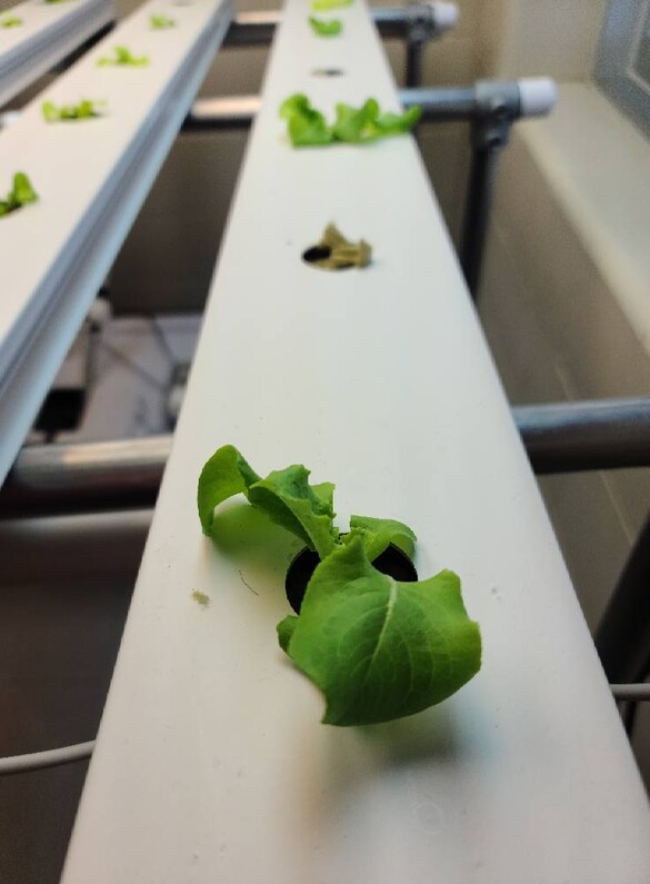 Denver Grow It Eat It